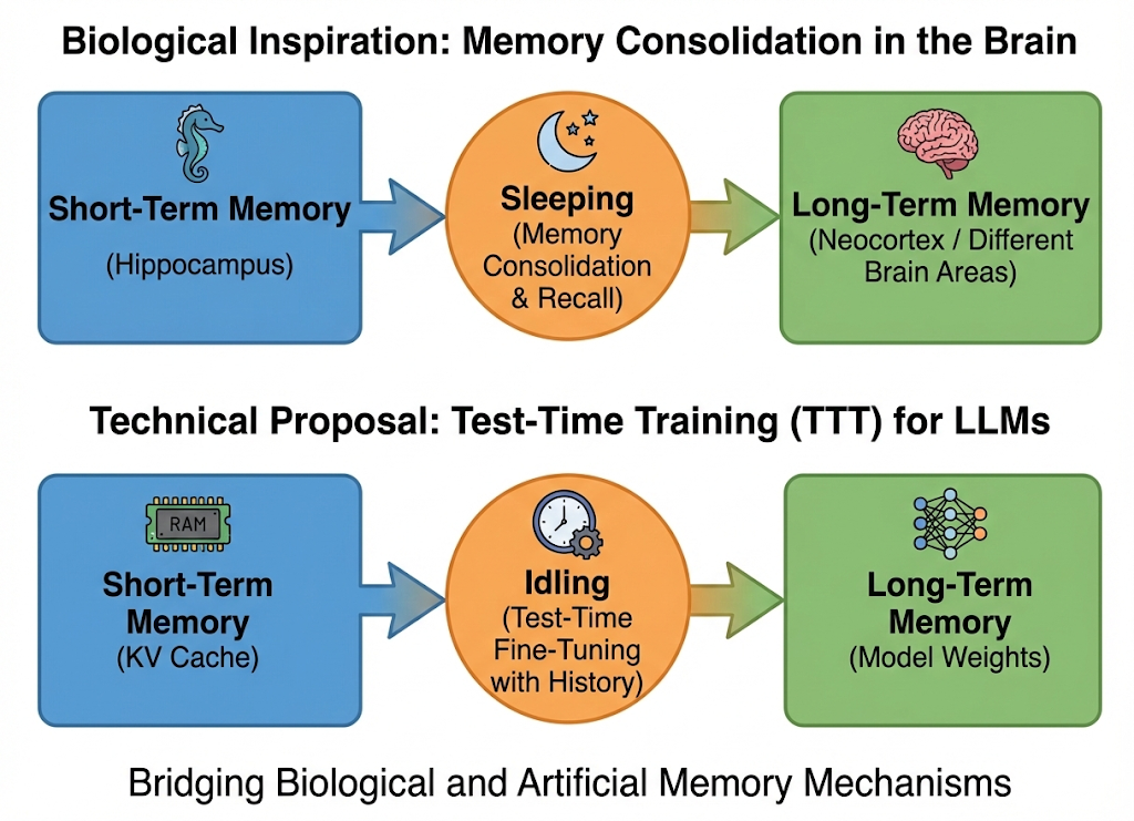 Comparison diagram showing hippocampus memory consolidation vs. LLM test-time training